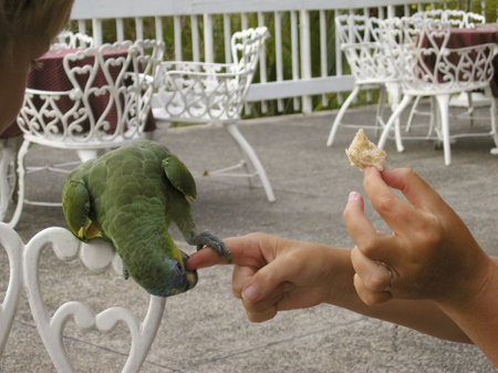 blue-fronted amazon biting in forefinger - tobago,  west indies