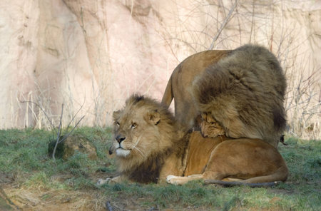two lions - panthera leo の写真素材