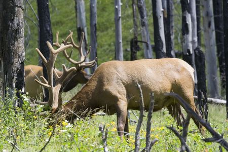 Elks grazing in a forest - Cervus canadensis in the canadian rockiesの写真素材