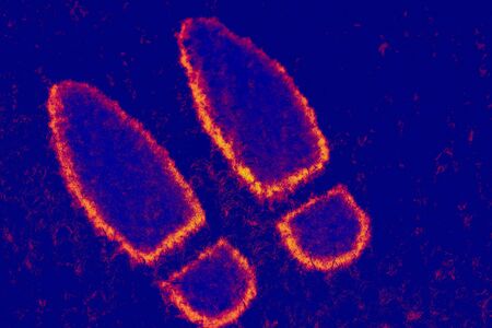 footprints - shoe prints of a suspectの写真素材