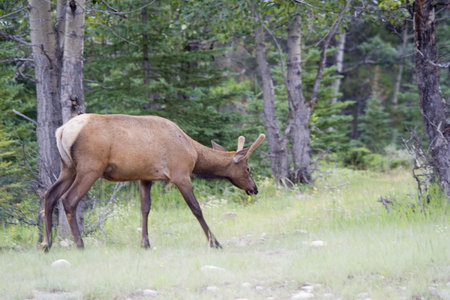 Bull elk on a meadow - Cervus canadensis in Jasper National Park, Alberta, Canadaの写真素材