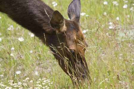 An elk cow eats daisies - Cervus canadensis in Jasper National Park, Alberta, Canadaの写真素材