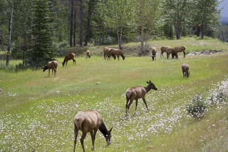 Herd of elk grazing on a meadow  Cervus Canadensis in Jasper National Park, Alberta, Canadaの写真素材