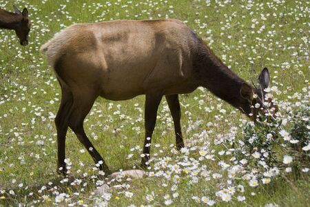 Elks grazing on a meadow - Cervus canadensis in Jasper National Park, Alberta, Canadaの写真素材