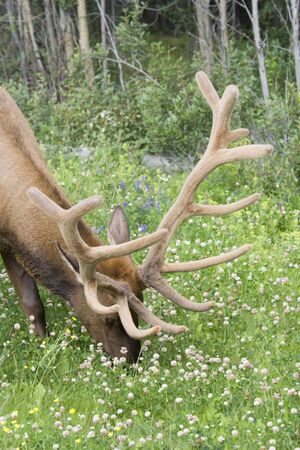 Bull elk grazing on a meadow - Cervus canadensis in Jasper National Park, Alberta, Canadaの写真素材