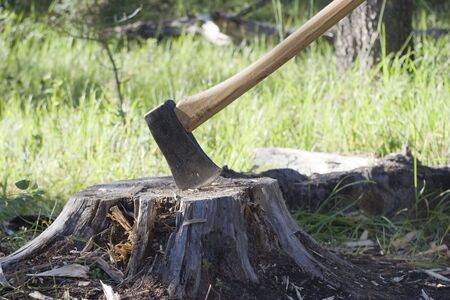 Axe in tree stump - jasper national park, canadian rockies, alberta - adobe RGBの写真素材