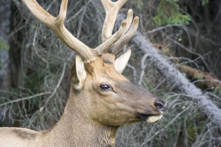 Bull elk portrait - Cervus canadensis in Jasper National Park, Alberta, Canadaの写真素材