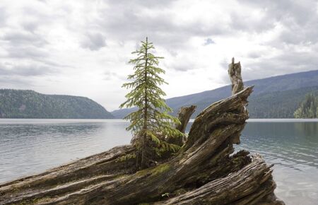 Lonely fir tree on driftwood - Clearwater Lake, Wells Gray Provincial Park, British Columbia, Canadaの写真素材