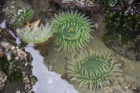 Giant Green Sea Anemones (Anthopleura Xanthogrammica ) and other marine life on rocks  at low tideの写真素材