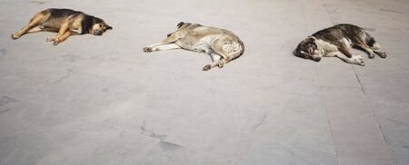 Stray Dogs resting - Istanbul, Turkey, Europeの写真素材