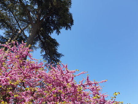 Blooms in the sky with pine tree