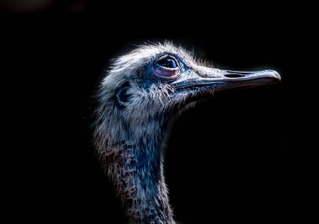 Austrich heads in front of a black background with sharp eye and beakの写真素材