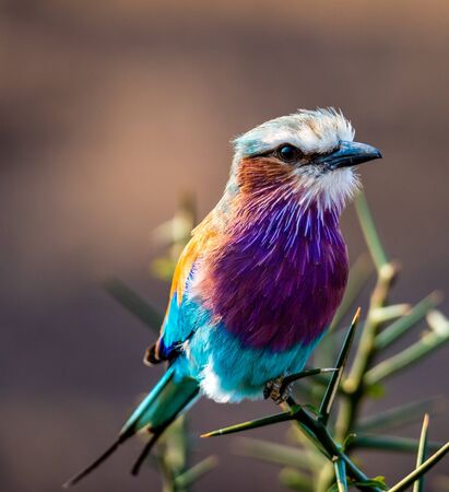 close up capture of a lilac-breasted roller or Coracias caudatus against a darker background in Africa on a safariの写真素材