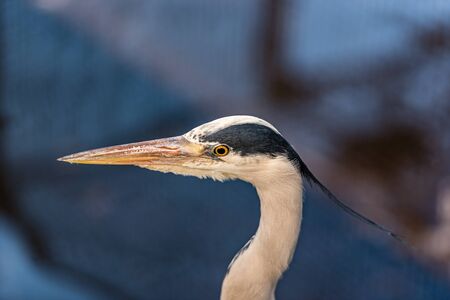 Close up portrait of a Great blue heron or Ardea herodias against blue background with sharp feathers and a sharp eyeの写真素材