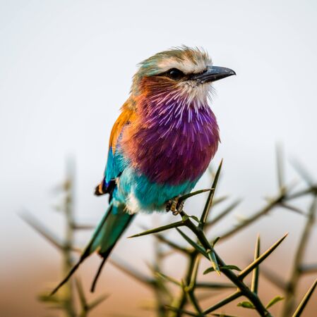 close up capture of a lilac-breasted roller or Coracias caudatus against a light background in Africa on a safariの写真素材