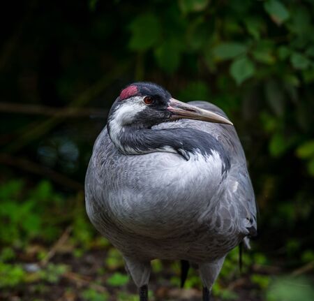 Great blue heron or Ardea herodias sitting with a folded neck and a red spot on the head against green leafsの写真素材