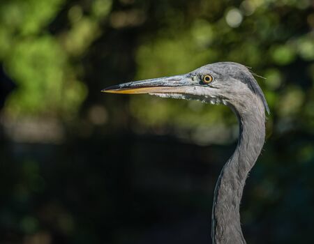Great blue heron or Ardea herodias against green leafs background in the sunの写真素材