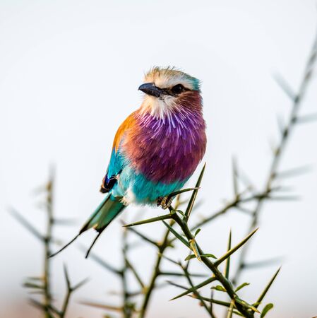 close up capture of a lilac-breasted roller or Coracias caudatus against a light background in Africa on a safariの写真素材