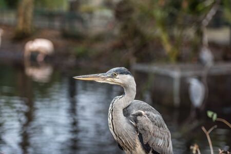 Great blue heron or Ardea herodias sitting in front of a pond with its yellow eye and feathersの写真素材