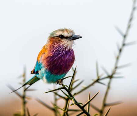 close up capture of a lilac-breasted roller or Coracias caudatus against a light background in Africa on a safariの写真素材