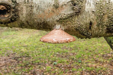 marbled mushroom growing from the downside of a branch of a beechの写真素材
