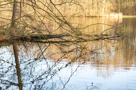 autumn scene with red yellow brown and orange colors the change of seasons with reflections of the branches and the sky in the waterの写真素材