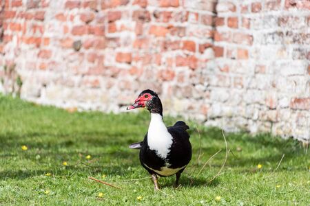 close up portrait of a Muscovy duckの写真素材