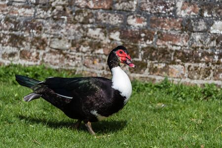close up portrait of a Muscovy duckの写真素材