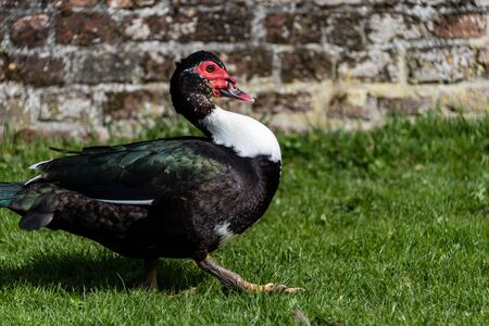 close up portrait of a Muscovy duckの写真素材