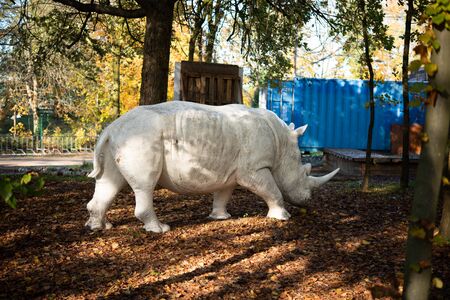 Statue off a white rhino or rhinoceros in the woodlandの写真素材