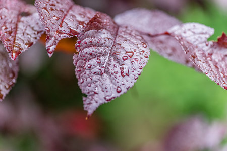 rain water dew drops on green leaf nature autumn leaf close up. Raindrops on a sheet.
