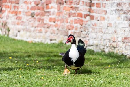 close up portrait of a Muscovy duckの写真素材