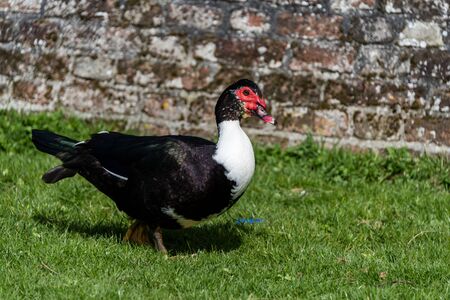 close up portrait of a Muscovy duckの写真素材
