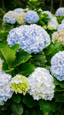 a beautiful flower called hydrangea or hortensia which has white and pink colors with green leaves....