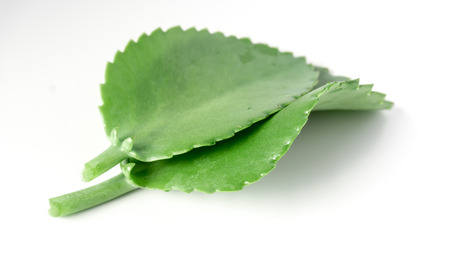 Kalanchoe  pinnata (Cathedral bells, Mallakulli, Parnabija , Asthibhaksha)の写真素材