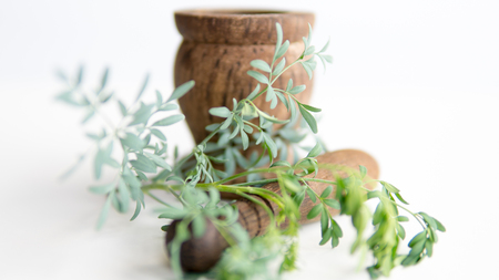 Garden Rue ( Barge Sadaab, Berge Suddaab, Rue, Common Rue, Herb of Grace, Ermul )の写真素材