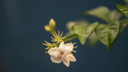 Jasmine Fowlerの写真素材