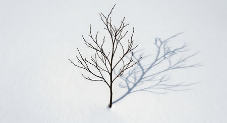 Solitary tree shadow on fresh snow. Minimalist winter scene. Crisp white landscape Still nature art, Simple natural composition.の素材