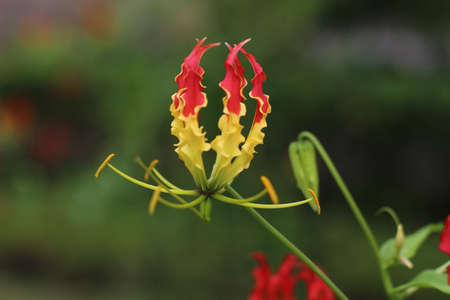 Butterfly on glory lily or Flame lily or flame flowerの写真素材