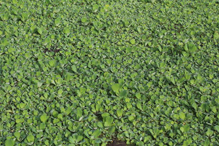 Green Weeds floating on the water Copy space backgroundの写真素材