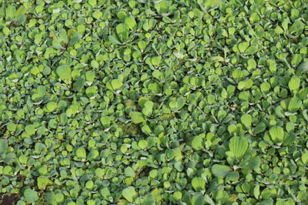 Green Weeds floating on the water Copy space backgroundの写真素材