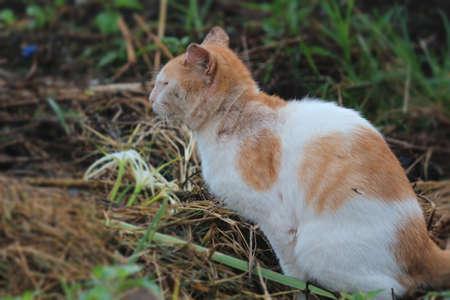 White brown cat sitting on the wild grassの写真素材