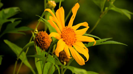 Beautiful Yellow Sunflowers on the blurred Background. Euryops pectinatus flower in the garden, Family Asteraceaeの写真素材