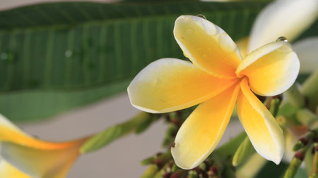 White and yellow plumeria flowers blooming, frangipani, tropical flowers. Soft sunlight on blooming exotic blossomの写真素材