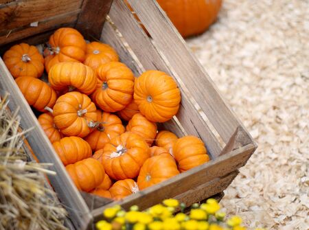 A crate full of miniature pumpkins at a pumpkin patch. Good for fall, Halloween or Thanksgivingの写真素材