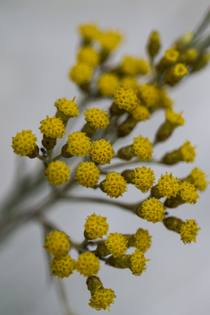 Helichrysum, spring floweringの写真素材