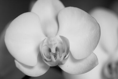 Black and white orchidの写真素材