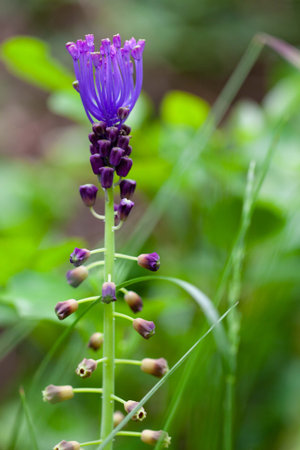 Wild lampascione