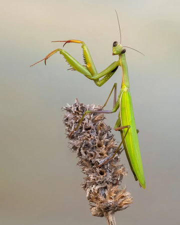 Close up The praying mantis. In English, this insect is usually