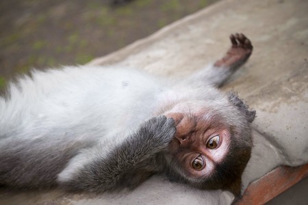 Macaque baby is relaxing on a temple stone in Monkey temple Indonesiaの写真素材